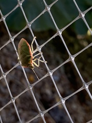 Thyanta pallidovirens