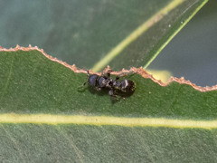 Procryptocerus