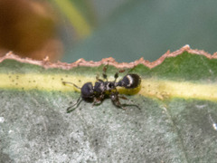 Procryptocerus