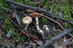 Cortinarius delibutus