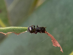 Procryptocerus