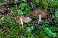Inocybe pyriodora