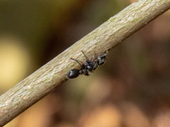 Procryptocerus