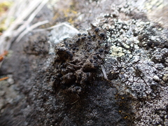 Umbilicaria hyperborea