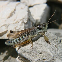 Gomphocerus sibiricus sibiricus