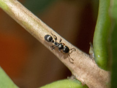 Procryptocerus