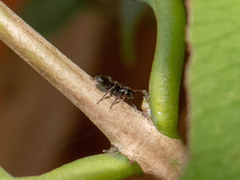 Procryptocerus