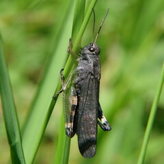Psophus stridulus