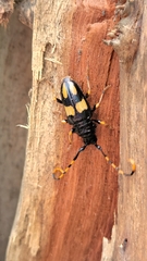Dendrobias mandibularis mandibularis