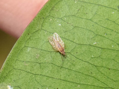 Tingidae