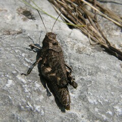 Psophus stridulus