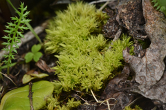 Aulacomnium palustre