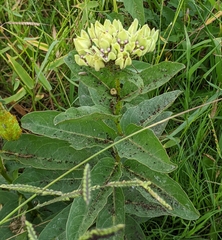 Asclepias viridis