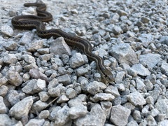 Thamnophis