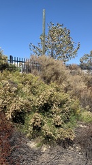 Lepidospartum squamatum