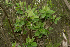 Acrisione denticulata