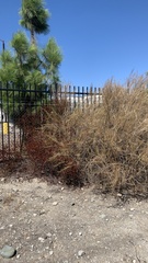 Lepidospartum squamatum