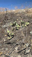 Opuntia littoralis