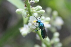 Temnosoma