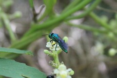 Temnosoma