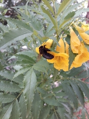 Xylocopa californica