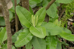 Acrisione denticulata