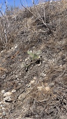 Opuntia littoralis