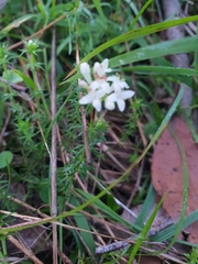Asperula conferta