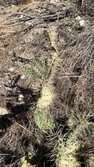Opuntia littoralis