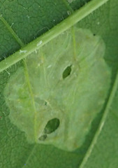 Calycomyza