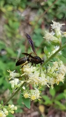 Fuscopolistes