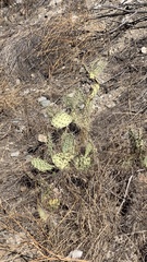 Opuntia littoralis