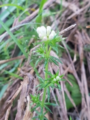 Asperula conferta