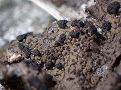 Umbilicaria hyperborea