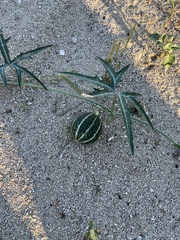 Cucurbita digitata