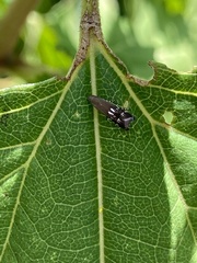 Anacampsis levipedella