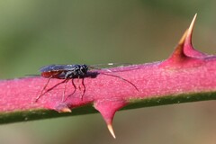 Ichneumonoidea