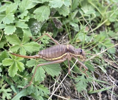 Ephippiger ephippiger