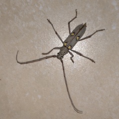 Eburia