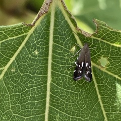 Anacampsis levipedella
