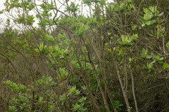 Acrisione denticulata