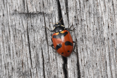 Hippodamia caseyi