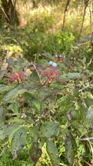 Cornus racemosa