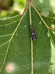 Anacampsis levipedella