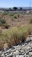 Baccharis salicifolia