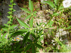 Tarenaya longicarpa