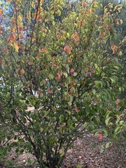 Pseudocydonia sinensis