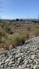 Baccharis salicifolia