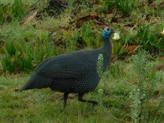 Numida meleagris