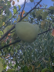 Pseudocydonia sinensis